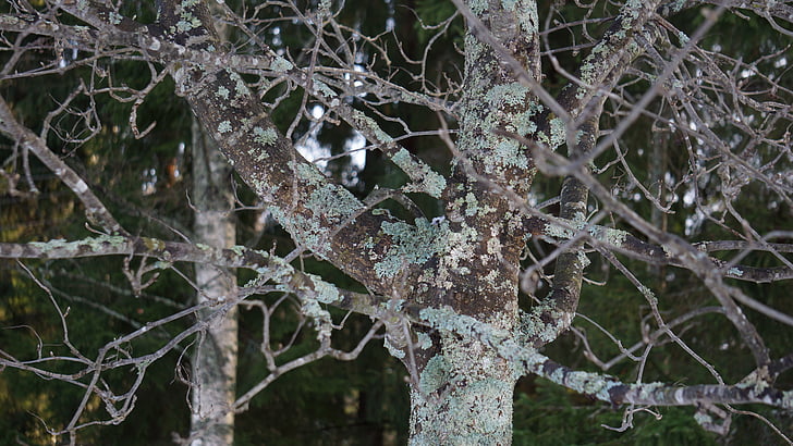 lichen, eichenes, journal of wood-frame, pihljaja, spring