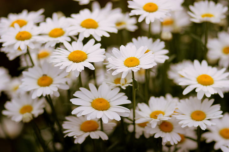 Daisy, blomma, vit, Anläggningen, naturen, sommar