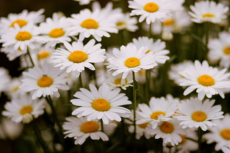 Daisy, bunga, putih, tanaman, alam, musim panas