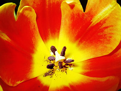 Tulip, bunga, Blossom, mekar, putik, serbuk sari, kuning
