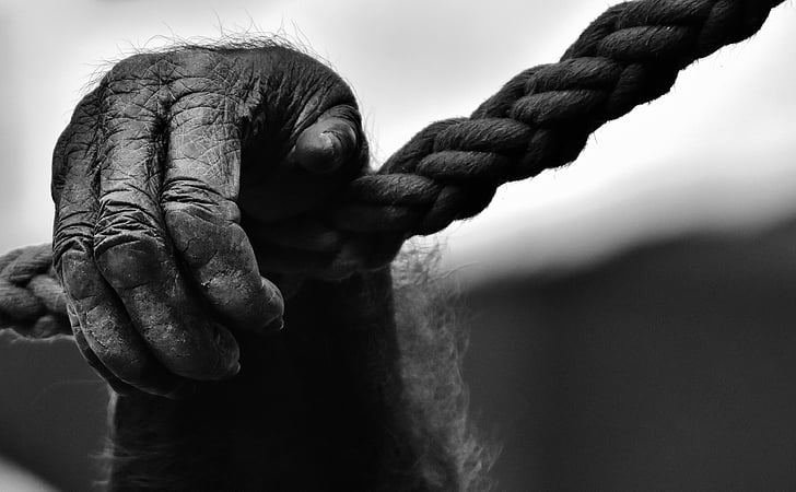 hånd, abe, gorilla, dyrenes verden, sort og hvid, dyr, dyreliv fotografering