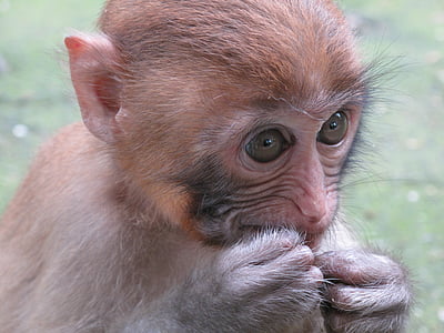 beždžionė, makakos, gyvūnų, primatai