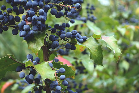 blue, blueberries, fruit, mountain, plant, grape, agriculture