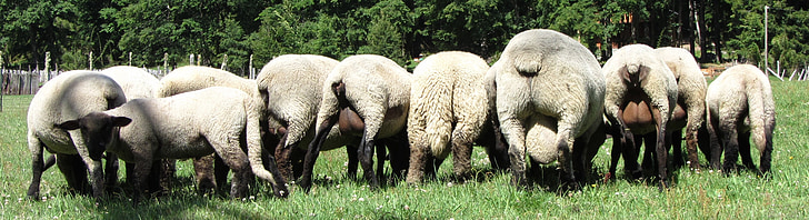 moutons, vert, herbe, animal, ferme, agneau, nature