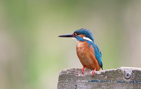kingfisher bird, aviary, color, nature, animal, beak, beady