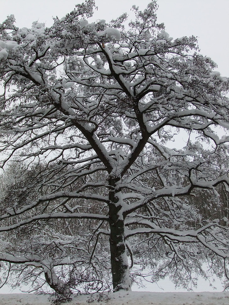 sneh, zimné, strom, mráz, biela