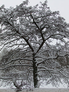 sneg, pozimi, drevo, Frost, bela