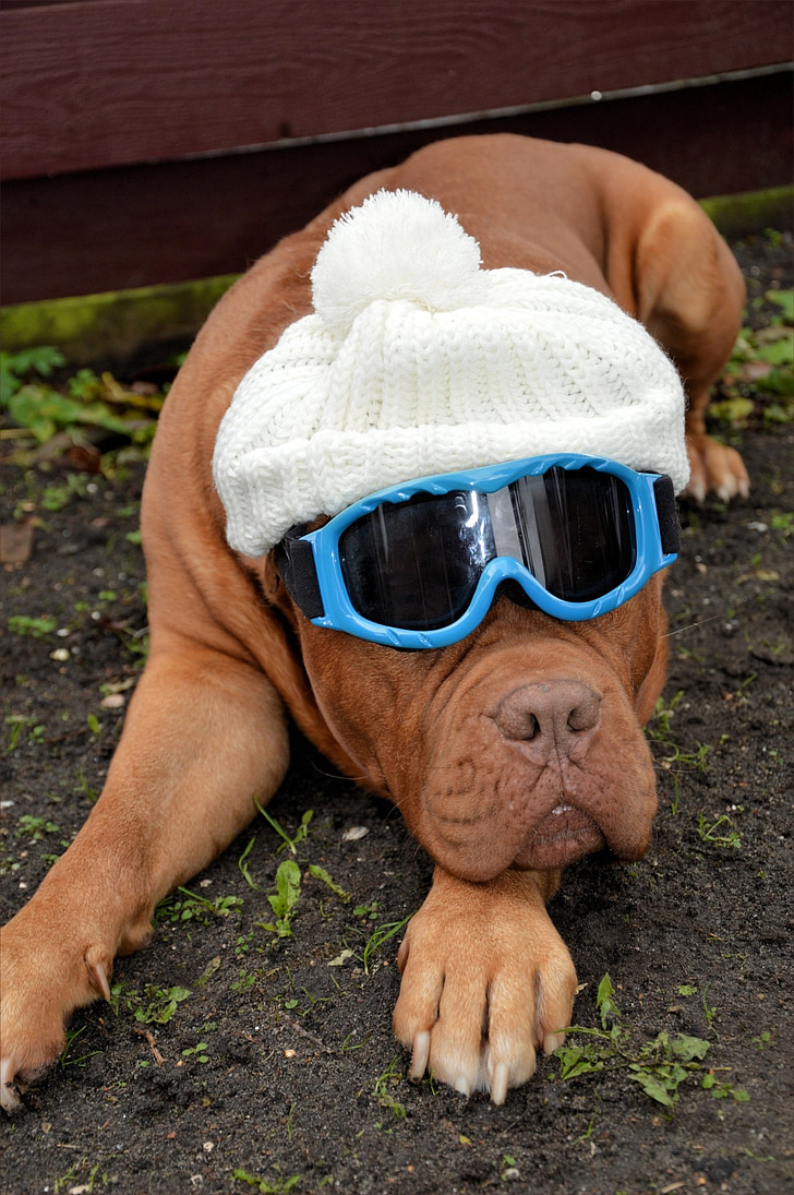 dog, pet, winter, cap, woollen, goggles, mammal