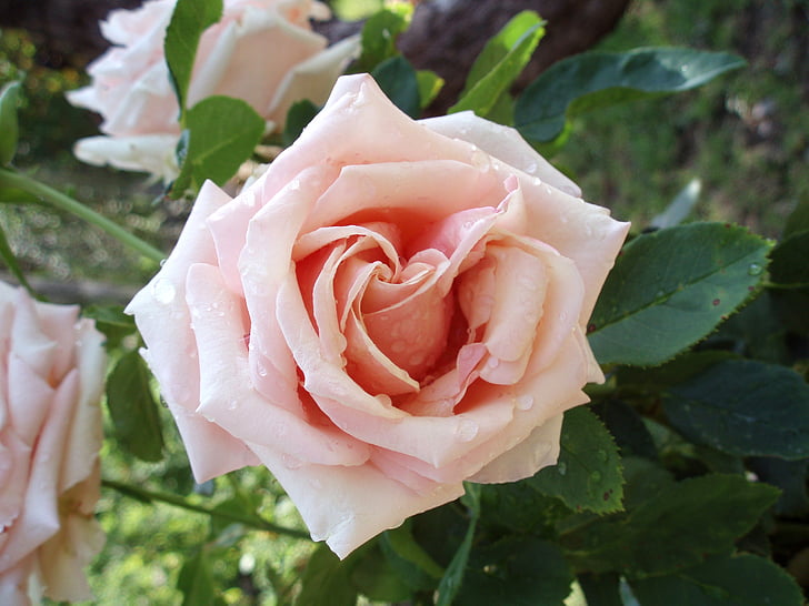 Rosa, puķe, ro, rozā, ziedi, dārza
