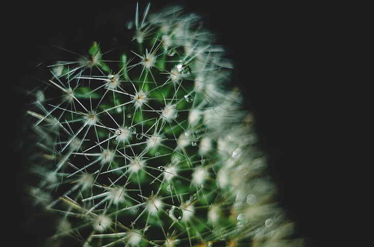 Cactus, pisara vettä