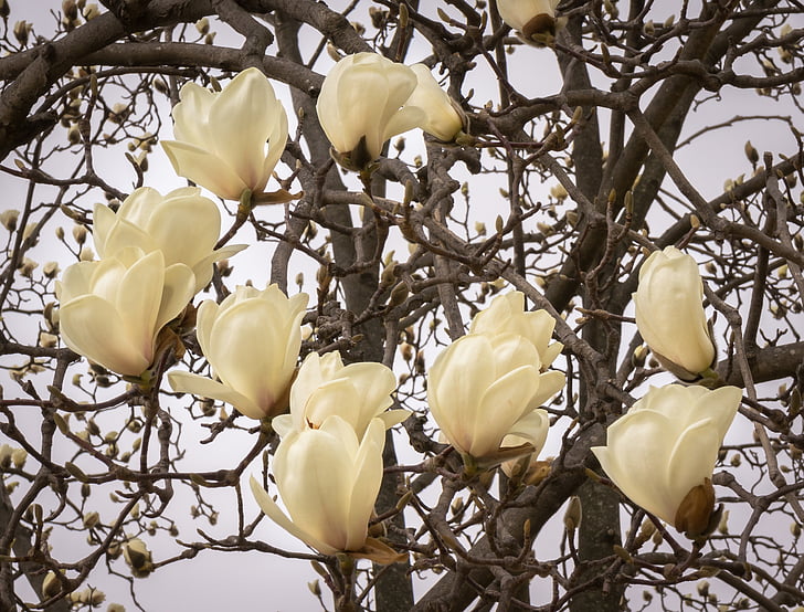 magnolia, flowers, wood, nature, flower tree, plants, spring
