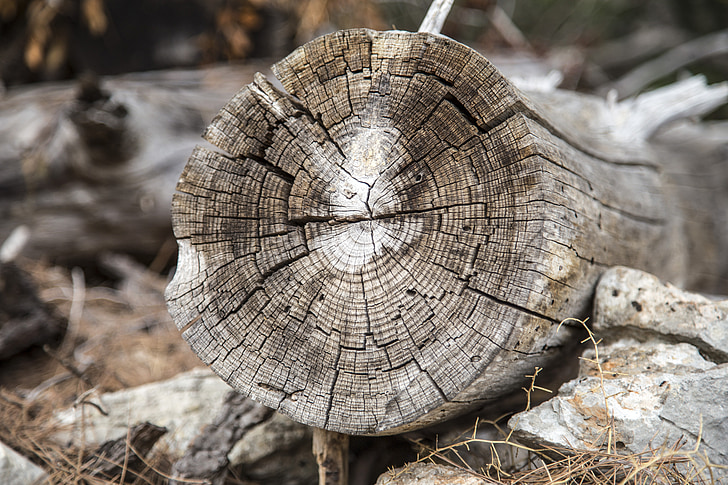 vana, puit, Makro, loodus, puidu tekstuur, vana puit, puidu Taust