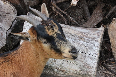 ged, gedebukken, dyr, Horn, indenlandske ged, Zoo, Horn