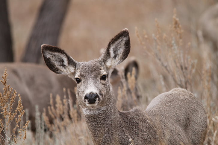 cerf mulet, Doe, faune, Dakota du Nord, femelle, Hirsch, Venado