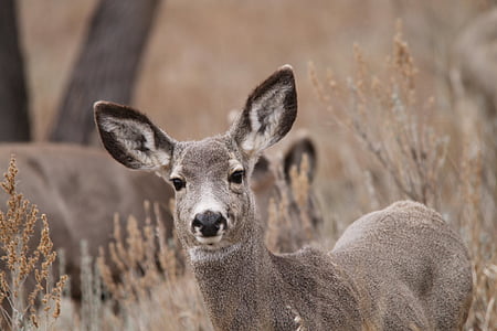 veado-mula, corça, vida selvagem, Dakota do Norte, fêmea, Hirsch, Venado