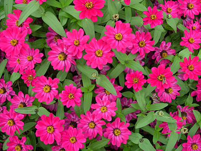 Tsinnia, vaaleanpunainen, kukka, Kesän kukat, Magenta, kukkapenkissä, Puutarha