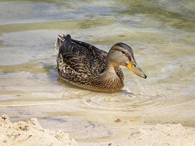 duck, water, wild, bird, water surface, pond, mallard Duck