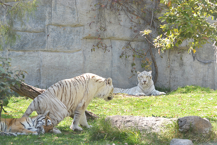 tigri, beli tigri, živalski vrt, dan, drevo, trava, svetlobe
