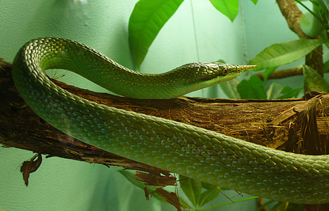 ular, Badak ratsnake, reptil, Badak ular, ular tikus badak, Vietnam longnose ular, non-beracun