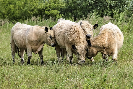 Galloway, βόειο κρέας, ζώο, θηλαστικό, weidetier, φύση, πρόβατα