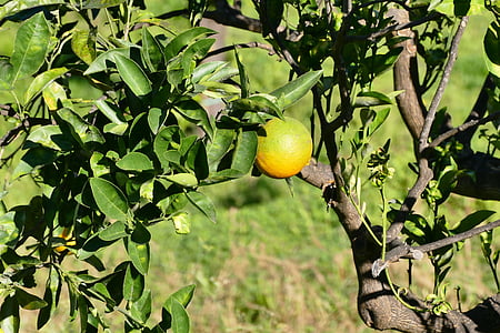 Sicilija, citrina, vaisių