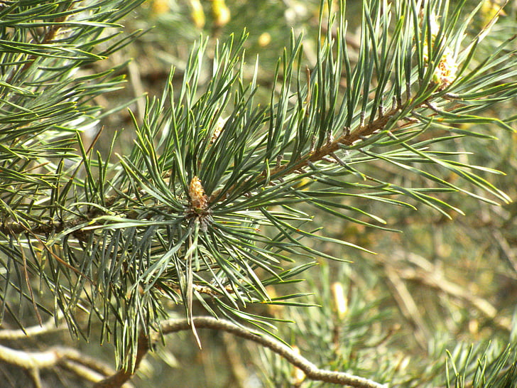 Pine, träd, nål, barrträd, Pine växthus, grenar, solen