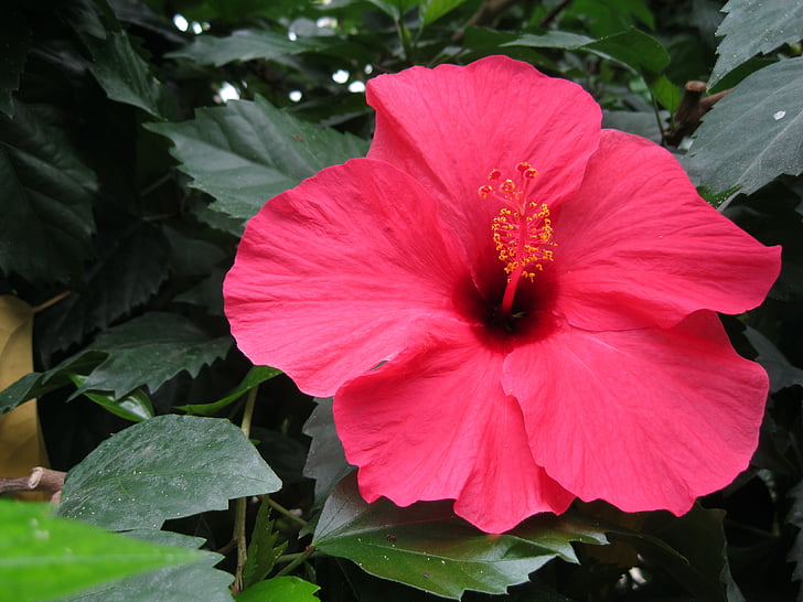 hibiscus, blossom, bloom, marshmallow, flower, plant, mallow