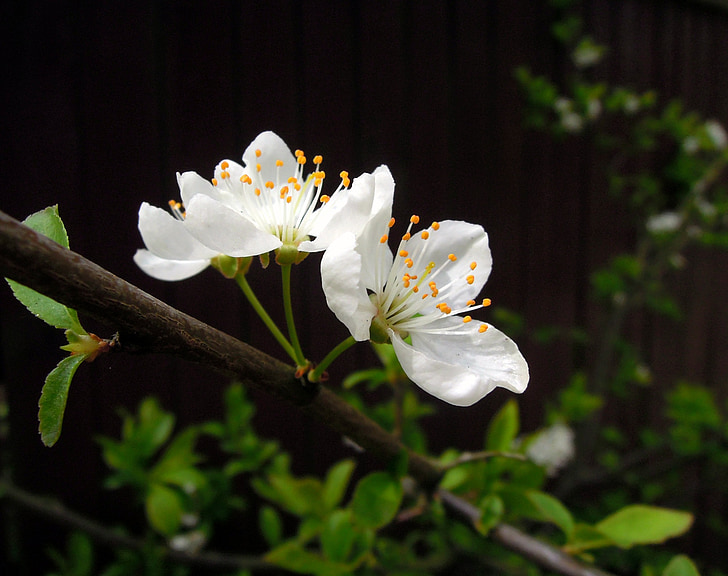 vyšnia, gėlės, žydinčios japoniškos sakuros, baltos gėlės, žydėti, Sakura, pavasarį