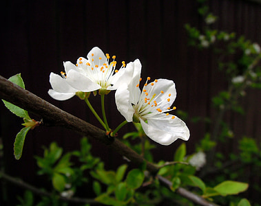 vyšnia, gėlės, žydinčios japoniškos sakuros, baltos gėlės, žydėti, Sakura, pavasarį