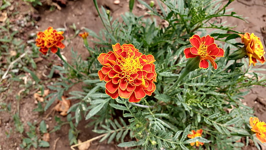 Orange Blume Blüte, Glüher, blühen, orangefarbene Blume, Blüte, Botanische, bunte