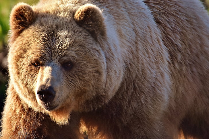 orso bruno europeo, animale selvatico, pelose, pericoloso, mondo animale, pelliccia, orso