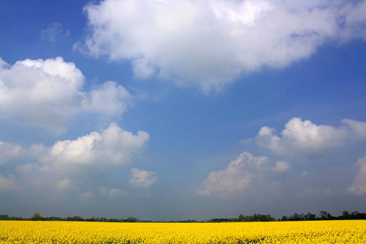 Ріпак, гвалтують цвітіння, поле, широкий, хмари, небо, жовтий