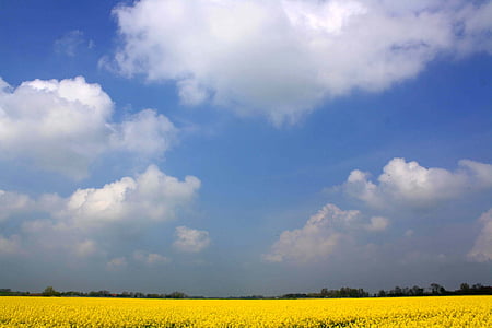 colza, flor de violació, camp, àmplia, núvols, cel, groc