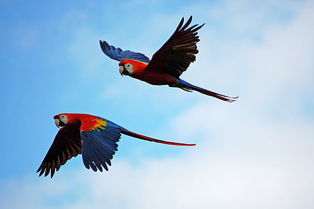 parrots, parrot, pair, flying, red, blue, yellow