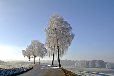 chłodny, zimowe, drzewa, Morgentau, dojrzałe, Natura, nastrój