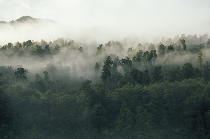 green, trees, plant, nature, forest, fog, cold