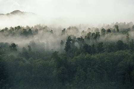 zielony, drzewa, roślina, Natura, lasu, mgła, zimno