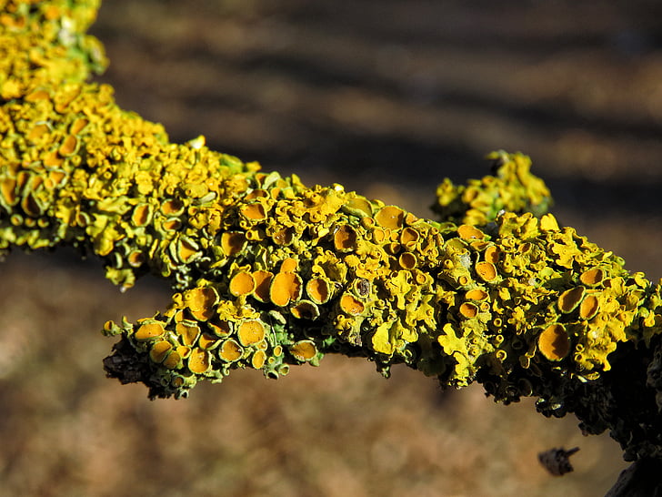 lichene, muschio, ramo, natura, Close-up