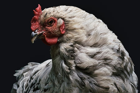 бяло, пиле, животни, птици, пилета, кокошка, пера