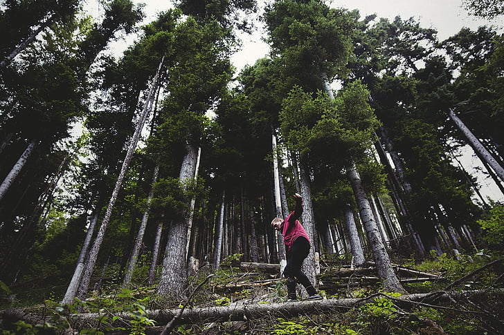 Hiking, uzun yürüyüşe çıkan kimse, iz, Orman, Woods, ağaçlar, doğa