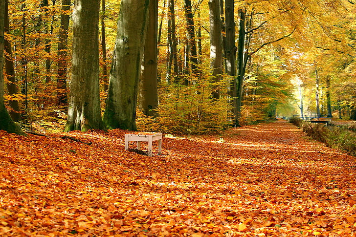 Park, banka, listi, jeseni, grajski park, Ludwigslustu-parchim, gozd