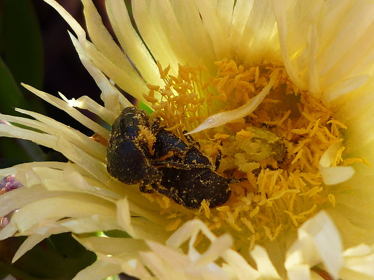 Pollen, Käfer, Anlage, Makro, Blumen, Insekt