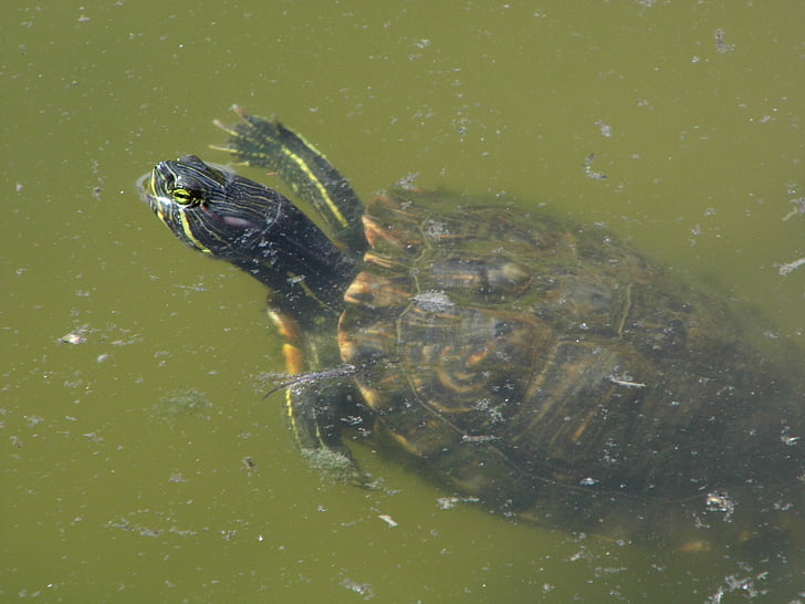 sköldpadda, vatten, reptil, grön, naturen