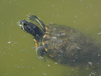 schildpad, water, reptielen, groen, natuur