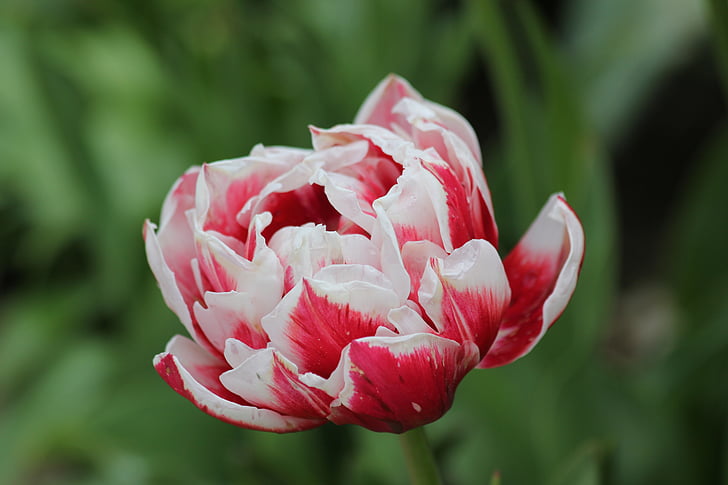 Tulip, bunga, putih dan merah, hijau, Taman, musim semi, alam