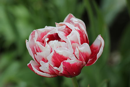 Tulipán, květ, bílá a červená, zelená, zahrada, jaro, Příroda