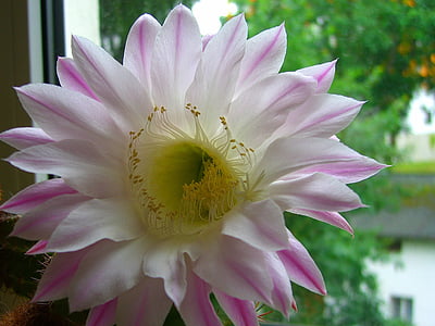 fiore del cactus, rosa, Cactus, esotici, chiudere, Bloom, Flora