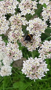 Bumble bee, Latem, kwiat, zapylanie, wiosna, Natura, roślina