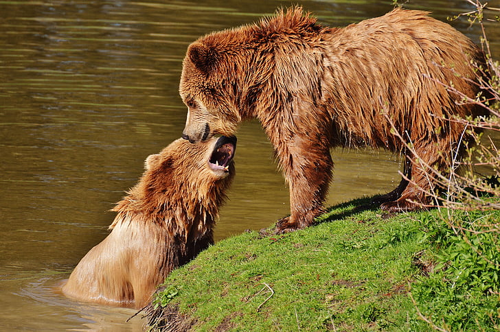 bear, wildpark poing, play, water, brown bear, wild animal, dangerous