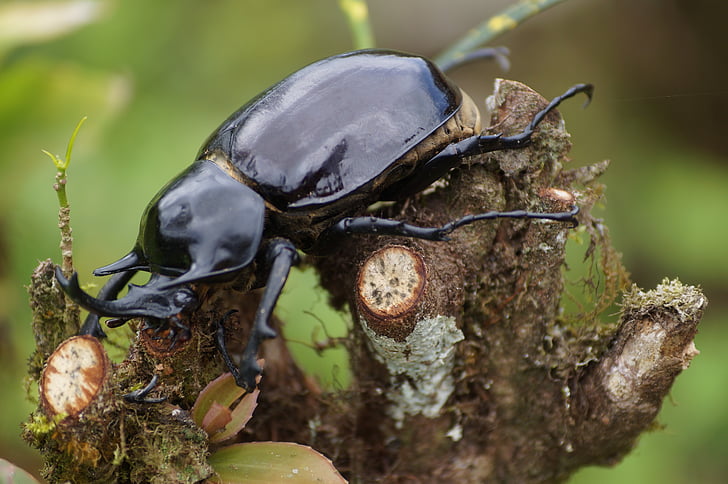 bug, animaux, Forest, insecte, nature, Beetle, animal